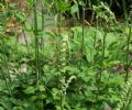 Black Cohosh Extract Powder